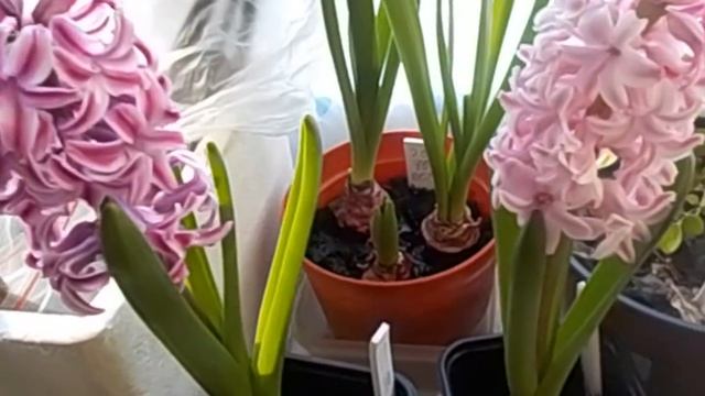 Роза комнатная.Подкормка органо-минеральными удобрениями. смотреть онлайн