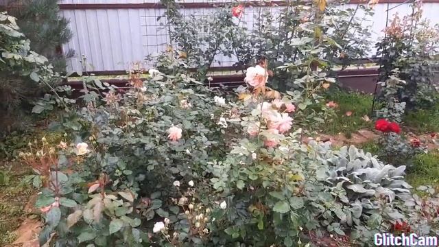 Розы в моем саду. Что такое пересорт. смотреть онлайн