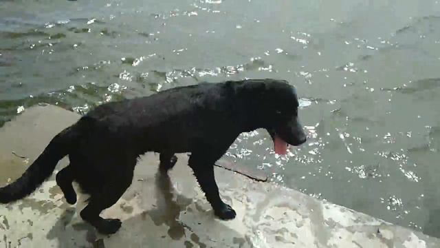 Лабрадор ретривер, о собаке. смотреть онлайн