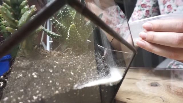 MY Florarium. Создание флорариума. смотреть онлайн