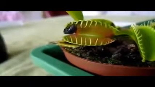 венерина цветы хищники смотреть онлайн