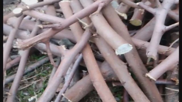 Измельчитель веток из фуганка + циркулярка. смотреть онлайн