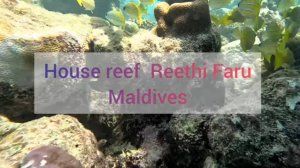 Reethi Faru, Мальдивы, домашний риф