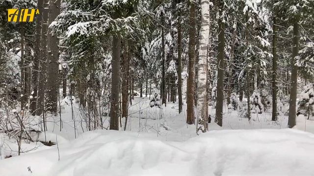 Земельный участок в окружении живописного хвойного леса! смотреть онлайн