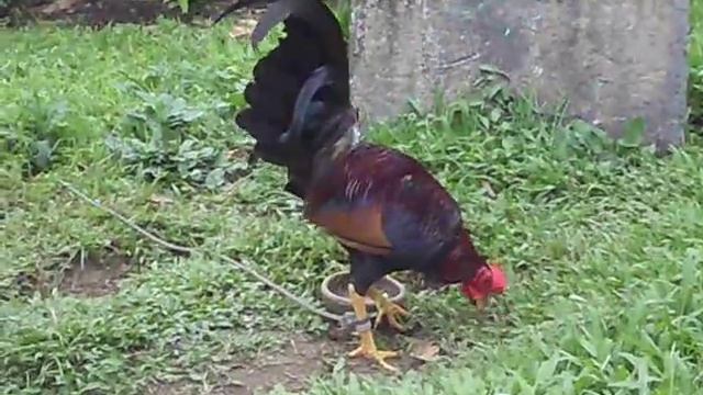 Ed Game Farm 011 Oct 1 2014 смотреть онлайн