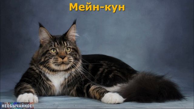 Котопёс. Или Какие Породы Кошек Характером Похожи На Собак ¤ НЕОБЫЧАЙНОЕ смотреть онлайн