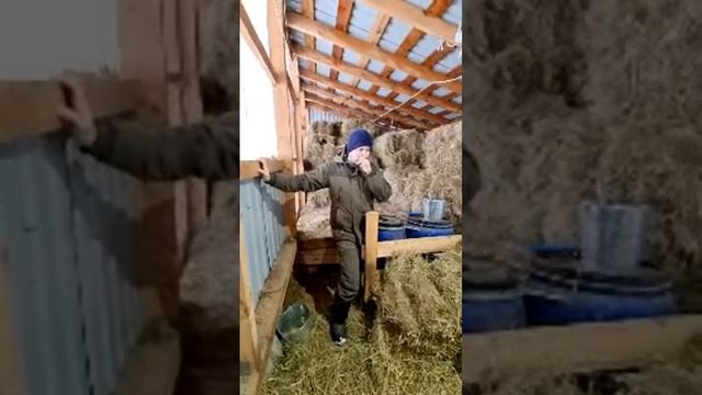 Кто родился? Стрим из Овчарни!