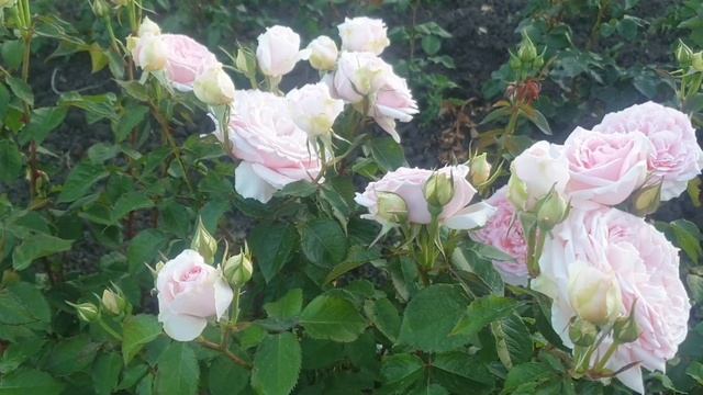 Японская роза Принцесса Хитоми Princess Hitomi