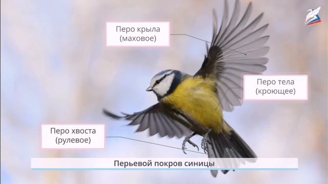 Окружающий мир 14.10.21 смотреть онлайн