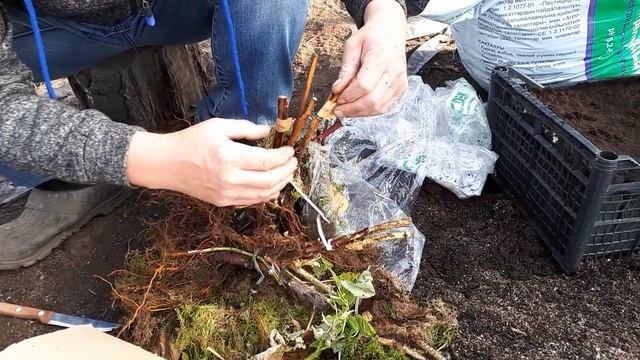 Посылка с новыми сортами ремонтантной малины от Аллы Чаматы. смотреть онлайн