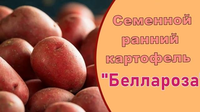 Картошка Беллароза. Семена Беллароза смотреть онлайн