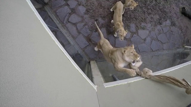 Как превратить грозных львиц в котят смотреть онлайн