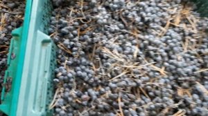 АМУРСКИЙ ВИНОГРАД сорт черный-ЗДОРОВАЯ  ЯГОДА, ЕДА ИЗ САДА .