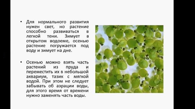 ВОЛЬФИЯ смотреть онлайн
