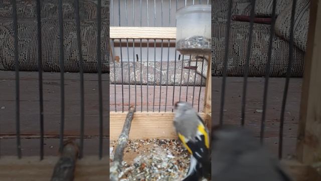 Красивый щегол малай самец. смотреть онлайн