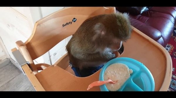 Monkey Home. Утро Домашних Макак.