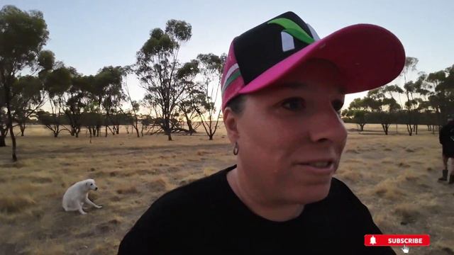 FARM tour with ESCAPING sheep‼️ WHO IS PREGNANT? + Serious DROUGHT 😳 смотреть онлайн