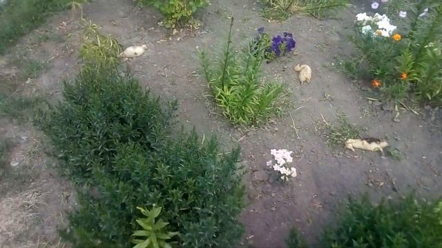 Стая лис орудует в Петропавловке. смотреть онлайн