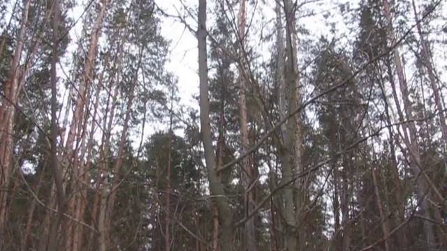 Где-то вверху стучит дятел... смотреть онлайн