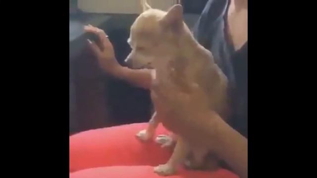 В Тюмени арестовали собаку управляющую автомобилем. смотреть онлайн