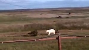 МЕДВЕДЬ ЗАГРЫЗ ОЛЕНЕЙ