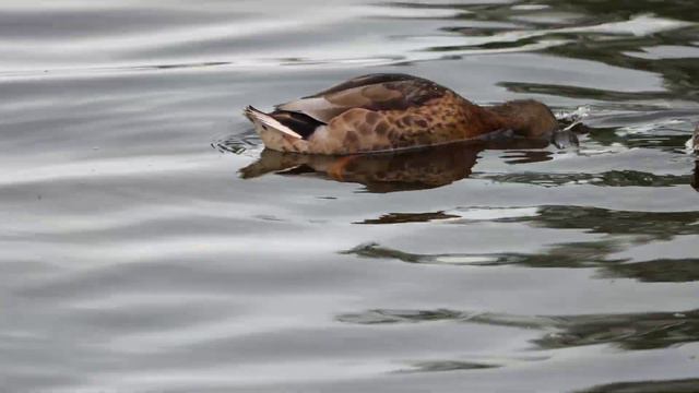 Кряквы ныряют смотреть онлайн