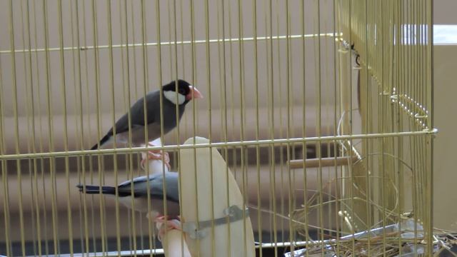 Рисовые амадины Padda oryzivora строят гнездо смотреть онлайн