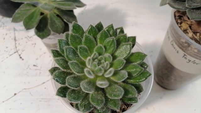 Echeveria Doris Taylor Suculentas Donsuculento