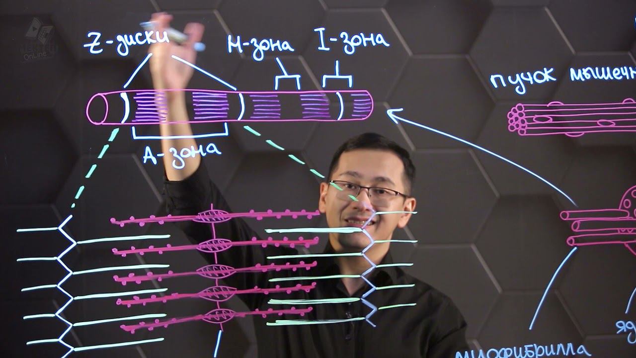 Строение поперечно-полосатой мышечной ткани. Структура миофибрилл. 10 класс. смотреть онлайн