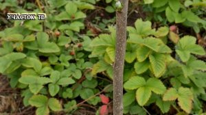 ХУРМА на Участке - Посадка и Уход за Хурмой - КОГДА ПРОБУЖДАЕТСЯ ХУРМА и Почему Хурма Сухая