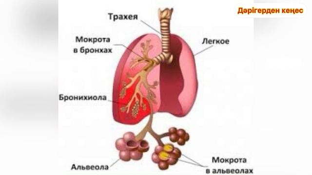 Муколитиктерді балаларға беруге бола ма? Бала жөтелсе не істеу керек? Жөтелге қарсы сироп балаларға смотреть онлайн