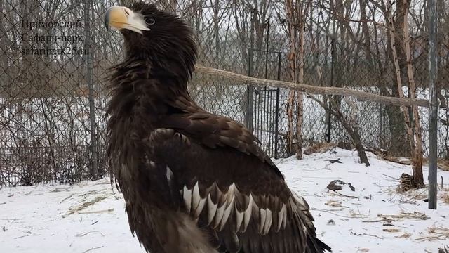 ГОЛОС БЕЛОПЛЕЧЕГО ОРЛАНА смотреть онлайн