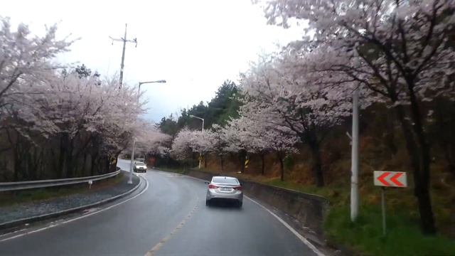 Sakura in Korea смотреть онлайн