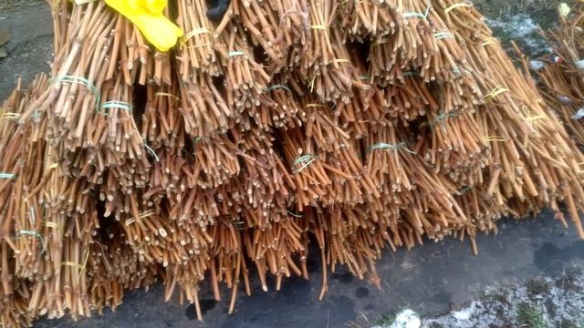 Один из лучших способов хранения черенков винограда смотреть онлайн