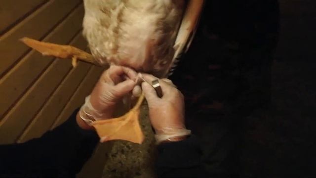 Определяем пол у гусей! Все девчульки? смотреть онлайн