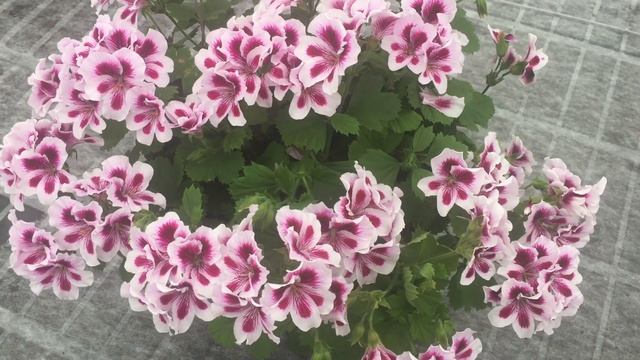 Regalia Lilac - Pelargonium смотреть онлайн