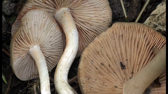 Entoloma clypeatum смотреть онлайн