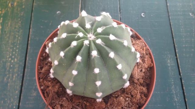 Hoe Te Verzorgen Nacht Bloeier Bol Cactus ECHINOPSIS SUBDENUDATA смотреть онлайн
