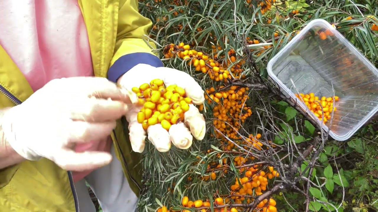 Самый быстрый и безопасный способ сбора облепихи. смотреть онлайн