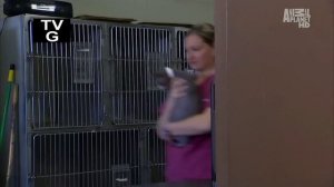 Канадский сфинкс: описание породы, характер, уход