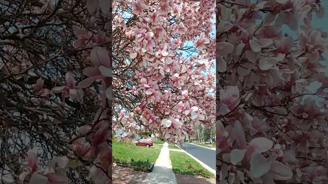 magnolia tree in full bloom смотреть онлайн