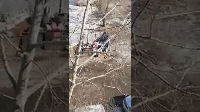 Тигры на помойке во Владивостоке смотреть онлайн
