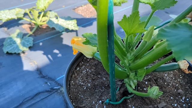 How to Prune zucchini plant and grow vertically | Save Space ! Increase MAX Production ! #zucchini смотреть онлайн