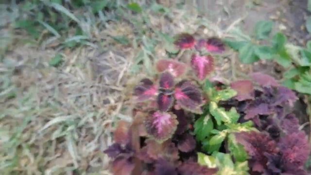 Мои комнатные цветы на даче.Пеларгонии зацвели. Обзор колеусов и традесканций. смотреть онлайн