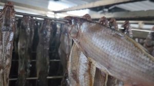 Оборудование для сушки / вяления рыбы. Камера на 8 рам. Горизонтально-вертикальный продув сырья.