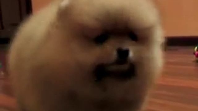 Royal Poms Kennel of pomeranian смотреть онлайн