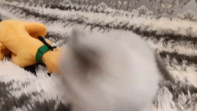 Кошечка РЭГДОЛЛ. Charlotte Woolly Bolls 28.08.19 г.р. смотреть онлайн