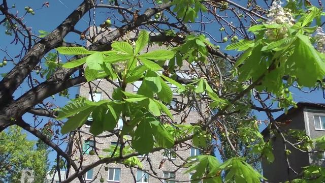 Каштан цветет и плодоносит одновременно. Алчевск смотреть онлайн