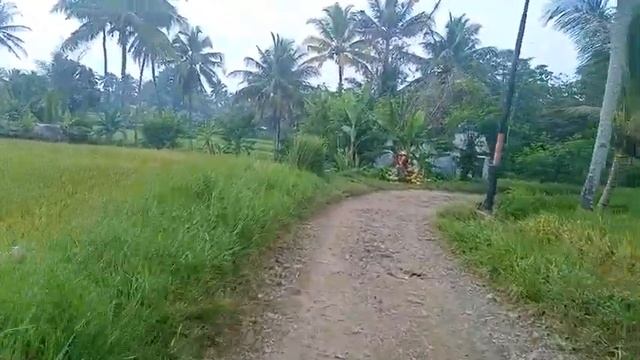 rice field in rural area of cianjur west of java indonesia, Indonesian countryside & rural area смотреть онлайн