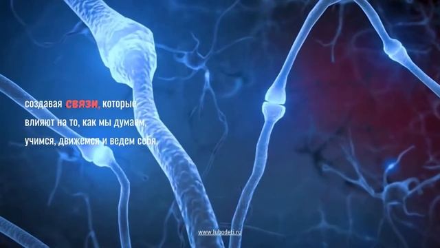 Нейропластичность. Обучение меняет мозг! смотреть онлайн